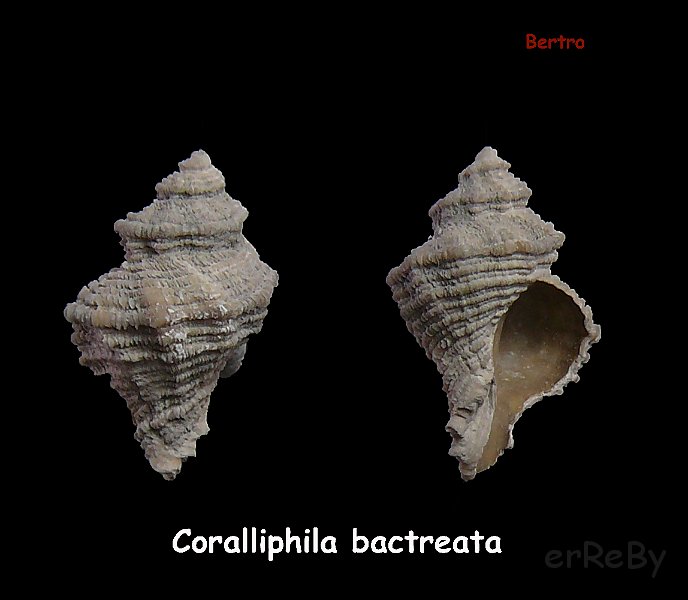 Coralliophila bactreata.jpg